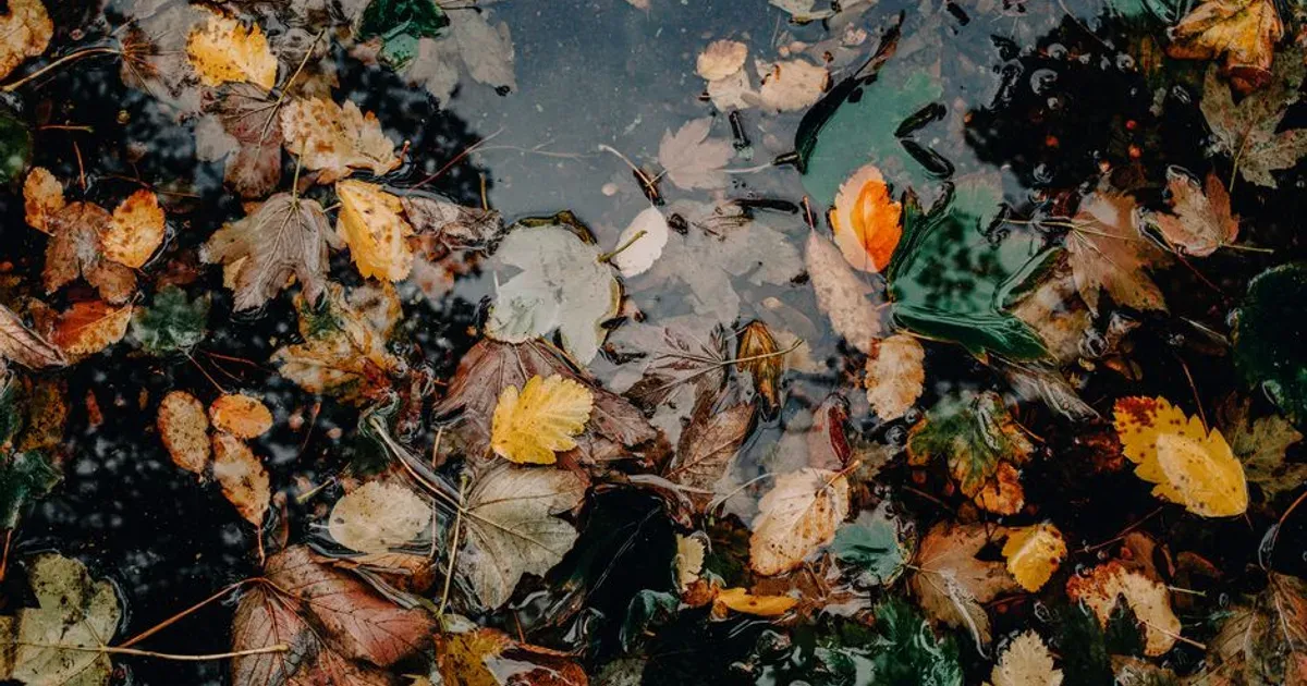 Hojas de otoño acumuladas obstruyendo el drenaje de aguas lluvia